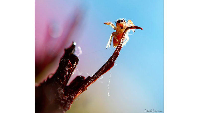 Illustration for article titled Can You Believe These Insect Fantasyland Photos Were Shot On Someone's Kitchen Table?